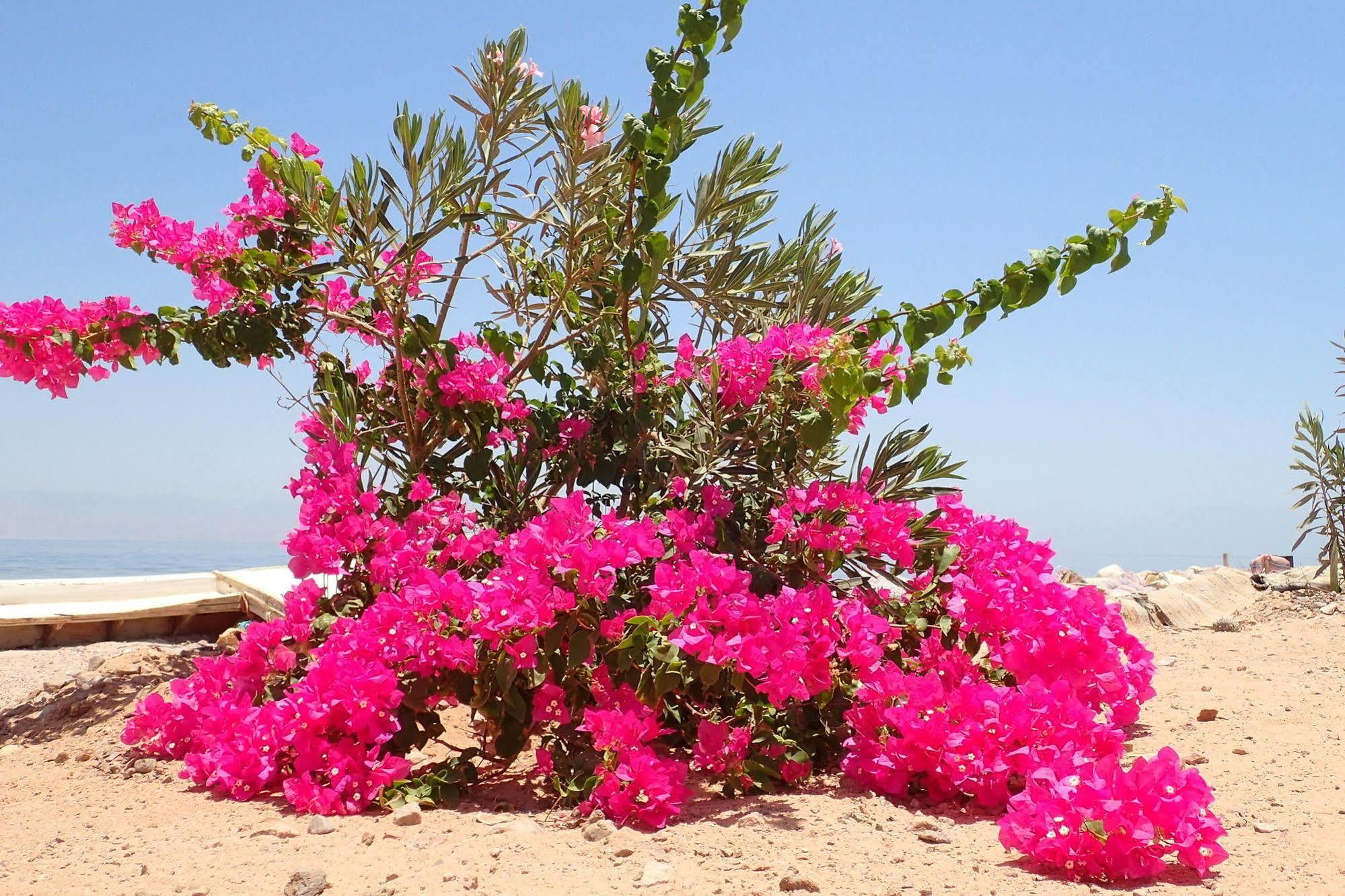 Hotel Bedouin Star Taba Exterior foto